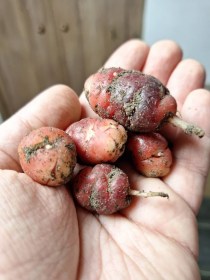 Perui gumós madársóska - Oca RED CARDINAL - Különleges gumósok, hagymások az Egzotikus Növények Stúdiója kínálatából
